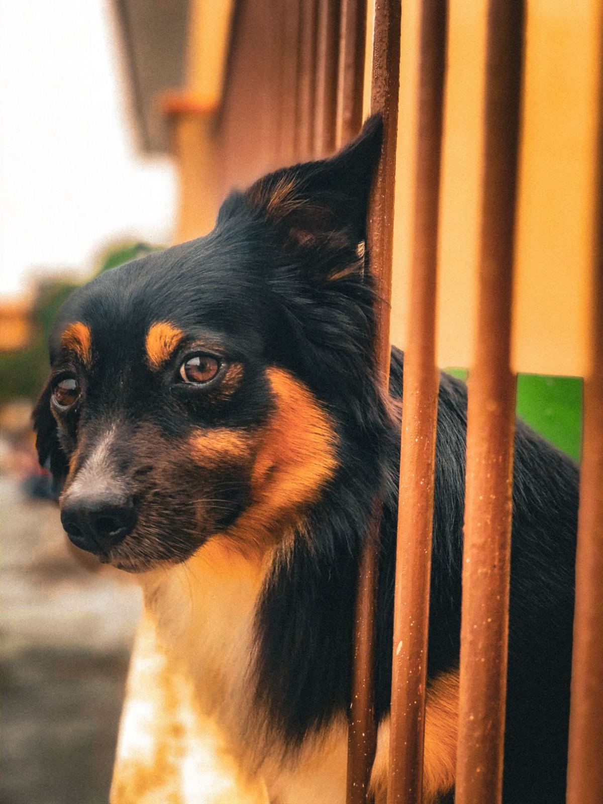 A dog on a balcony